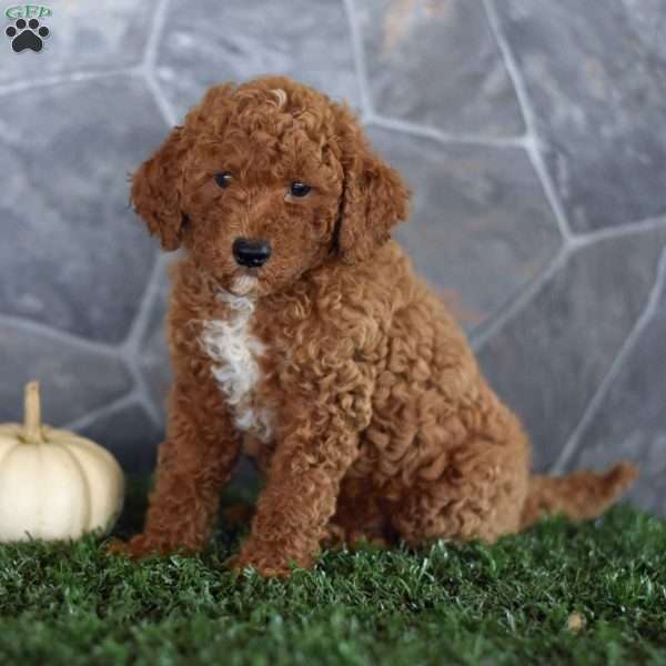 Orlando, Miniature Poodle Puppy